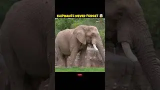 Elephants Never Forget #shorts #elephant #facts