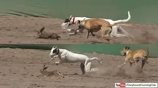 chase of wild hare with dog