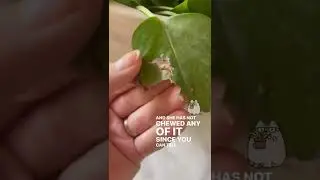 An easy way to save your house plants from your cat!