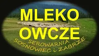 Mleko i sery OWCZE bundz bryndza redykolki oscypek żętyca SEZONOWOŚĆ