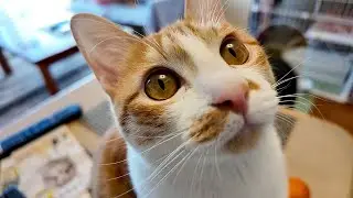 なぜか甘えてくる日