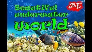 Most beautiful underwater world / Music for relax