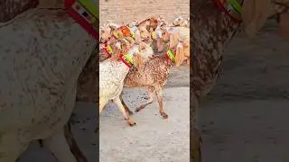 Goat farming in urdu of pakistan Goat farming profitGoat farming in pakistan