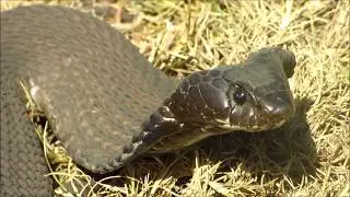 Rinkhals (Hemachatus haemachatus)