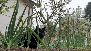 Predatory Behavior of Cats