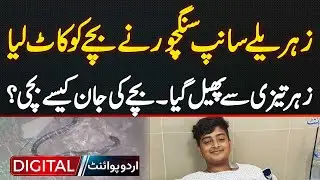 Venomous Snake Sangchoor Bit the Child - the Poison Spread Quickly. How Did the Child Survive?