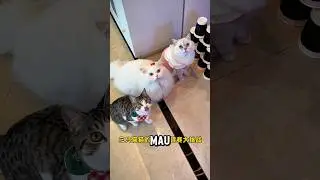 Majikan test para kucing, siapa yg paling pinter? #kucinglucu #catshorts