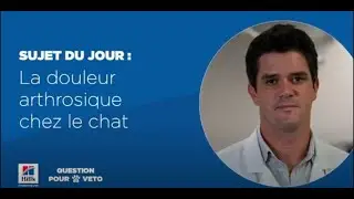 La douleur arthrosique chez le chat