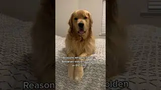 The definition of spoiled 😂🐶 #dog #funnygoldenretriever #goldenretriever #funnydog #puppyface #pet