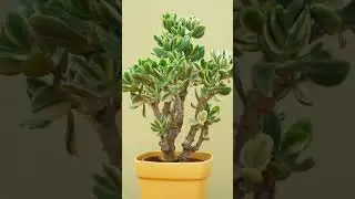🌱 Jade Plant | Lucky Money Plant for Home ✨#plants #indoorplants #shorts #viral #plants #trending