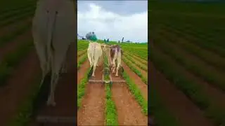 patel#farming #shortsfeed #ox #video