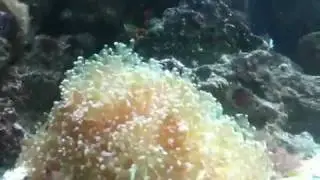 220 gallon Reef tank headboard