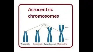 Metacentric Chromosomes