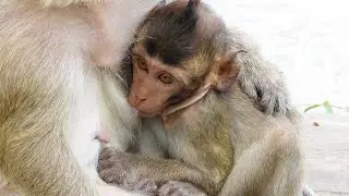 Monkey Brinn and baby Blaze wait fans for food at water side