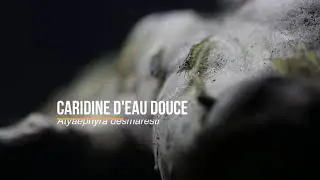 La caridine d'eau douce - Atyaephyra desmaresti