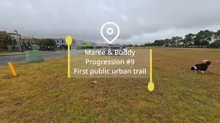 Urban Mantrailing for Busy Border Collies | Buddy in Braemar NSW