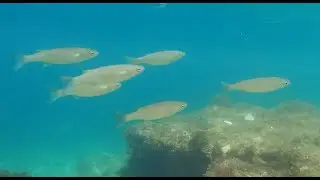 Snorkeling - Calanques de Marseille - De Sugiton à saint-jean de dieu ou l'oeil de verre par la mer