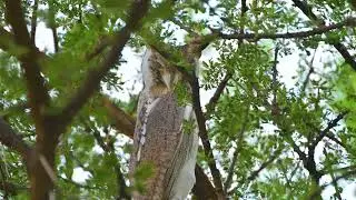 Northern White-faced Owl (Ptilopsis leucotis) - SW Lake Baringo (Kenya) - 6-9-2025