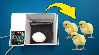 How to make an incubator at home and hatch chickens eggs