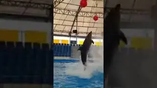 Athletic Dolphin Jumping up and touching the Ball #shorts