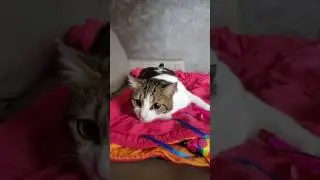 Chat malin