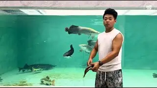 Feeding Giant Fish in a Massive Aquarium  | Close Encounter