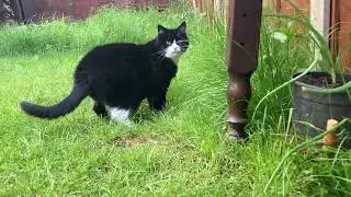 Stunt cat