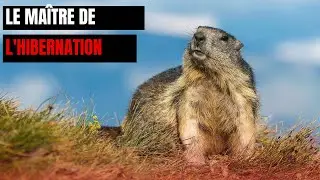 Le secret de la marmotte alpine