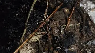 Night Baby Snail Growing- African Snails 