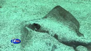 Скат  хвостокол. Рыбы Черного моря. Dasiatus pastinaca Common stingray