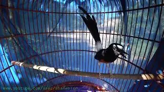 White-rumped Shama (9 Year old+) เฮียมู