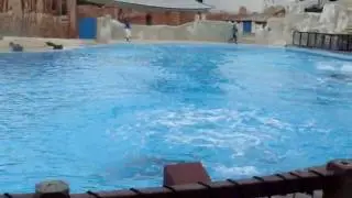 Espectculo de DELFINES mola