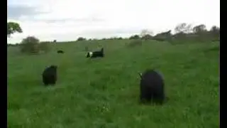 How Long Can A Pig Pee For? :)