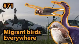 Trekvogels overal/Migrant birds everywhere - Birding the Netherlands/Vogelskijken in Nederland.