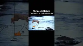 Projectile Motion #shorts #physics #science