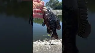 A Warmouth Panfish #Warmouth #panfishing #fishingvideo #fishinglife