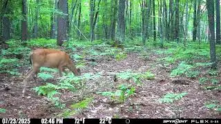 Vilas County Spypoint cell cam footage 7/18-7/26/2025