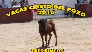 VACAS CRISTO DEL POZO 2016 - TRESJUNCOS