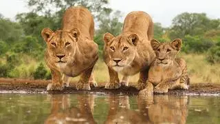 When Lions Drink This Close, You Don't Move!