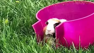 A guinea pig&rsquo;s idea of the wilderness