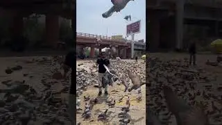 Pink city Jaipur #birds #birdsounds #viralshorts