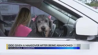 Rescued and groomed: Whoopi the Doodle's new beginning