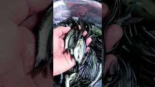 How Does Blackcarp Fishfingerlings Look? #shorts
