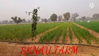 SKNAU FARM | SKN JOBNER | SKN UNIVERSITY | AGRICULTURE UNIVERSITY RAJASTHAN|