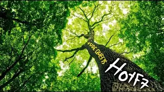 🔴HOTF7 GRIND + SIDE QUESTS (FORAGING) | STREAM 3