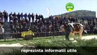 Semtest BVN Prezentare
