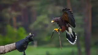 Falconry hire for corporate events, Firebird Events Ltd