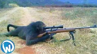 10 MOST INTELLIGENT ANIMALS IN THE WORLD