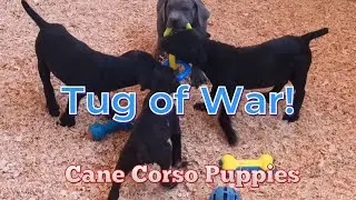 Who will win? #cbkline #canecorso #puppies #italianmastiff