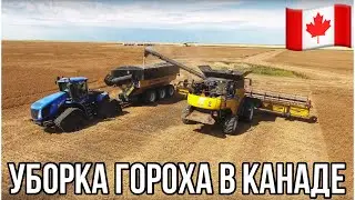 УБОРКА ГОРОХА В КАНАДЕ🇨🇦. Саскачеван. Канада глазами украинца. #MYAGROTOURS